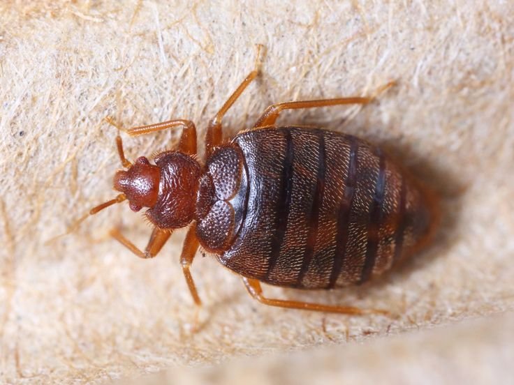 bed bug treatment services