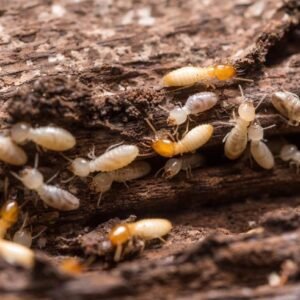 Termite Control 1 BHK