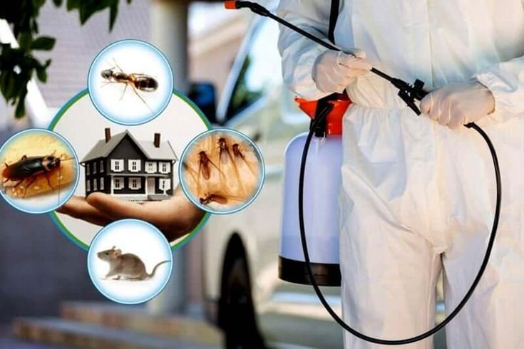 pest control service in gurgaon